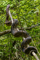 Malagasy Ground Boa (Acrantophis madagascariensis) coiled around branch, Lokobe Nature Special Reserve, Nosy Be, Madagascar