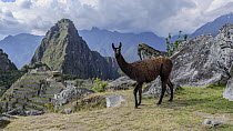 Llama (Lama glama) and Incan ruins, Machu Picchu, Peru