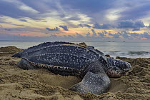 Leatherback Sea Turtle (Dermochelys coriacea) female digging nest to lay eggs on beach, Trinidad and Tobago, Caribbean