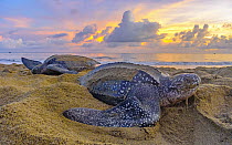 Leatherback Sea Turtle (Dermochelys coriacea) females laying eggs on beach at sunset, Trinidad and Tobago, Caribbean