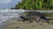 Leatherback Sea Turtle (Dermochelys coriacea) female returning to sea after laying eggs on beach, Trinidad and Tobago, Caribbean
