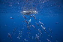 Skipjack Tuna (Katsuwonus pelamis) school hunting Northern Anchovy (Engraulis mordax), Nine Mile Bank, San Diego, California