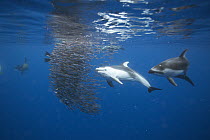 Pacific White-sided Dolphin (Lagenorhynchus obliquidens) pair and California Sea Lions (Zalophus californianus) hunting Northern Anchovy (Engraulis mordax), Nine Mile Bank, San Diego, California