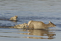 Gray Wolf (Canis lupus) pair predating female Elk (Cervus elaphus) crossing river, Alum Creek, Yellowstone National Park, Wyoming, sequence 1 of 4