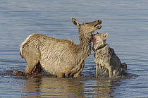 Gray Wolf (Canis lupus) attacking female Elk (Cervus elaphus) crossing river, Alum Creek, Yellowstone National Park, Wyoming, sequence 2 of 4