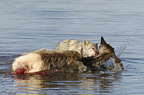 Gray Wolf (Canis lupus) killing female Elk (Cervus elaphus) crossing river, Alum Creek, Yellowstone National Park, Wyoming, sequence 3 of 4
