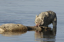 Gray Wolf (Canis lupus) predating female Elk (Cervus elaphus) crossing river, Alum Creek, Yellowstone National Park, Wyoming, sequence 4 of 4