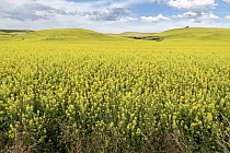 Mustard (Brassicaceae) field, Palouse, Washington