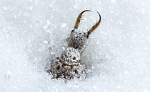 Antlion (Myrmeleontidae) larva, British Columbia, Canada