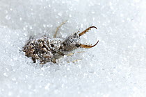 Antlion (Myrmeleontidae) larva, British Columbia, Canada