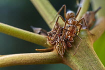 Ponerine Ant (Ectatomma sp) guarding Treehopper (Membracidae) nymphs as part of mutualistic relationship, Valle del Cauca, Colombia