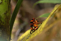 Red-banded Poison Frog (Dendrobates lehmanni) males fighting, Valle del Cauca, Colombia