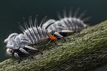 Treehopper (Membracidae) group with mite stealing honeydew, Yotoco, Colombia