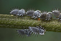 Treehopper (Membracidae) group with mite stealing honeydew, Yotoco, Colombia