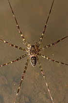 Fishing Spider (Pisauridae) juvenile, Bahia Solano, Colombia