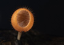 Cup Fungus (Cookeina tricholoma), Bahia Solano, Colombia