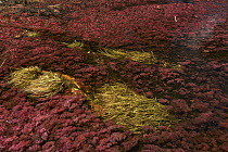 Riverweed (Macarenia clavigera) in river, Colombia