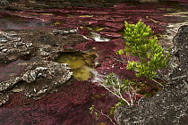 Riverweed (Macarenia clavigera), Rainbow River, Colombia