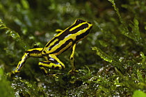 Yellow-bellied Poison Frog (Andinobates fulguritus), Utria National Park, Colombia