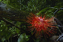 Panama Flame Tree (Brownea macrophylla) flower in rainforest, Nuqui, Colombia