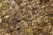 Flattie (Selenopidae) juvenile camouflaged on bark, Nuqui, Colombia