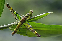 Grasshopper (Eumastacidae), Nuqui, Colombia