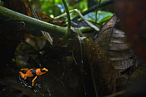 Red-banded Poison Frog (Dendrobates lehmanni), Valle del Cauca, Colombia