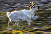Svalbard Reindeer (Rangifer tarandus platyrhynchus) running, Svalbard, Norway