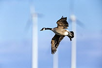 Canada Goose (Branta canadensis) flying near windmills, Hesse, Germany