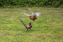 Ring-necked Pheasant (Phasianus colchicus) males in territorial fight, Texel, Netherlands