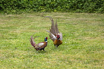 Ring-necked Pheasant (Phasianus colchicus) males in territorial fight, Texel, Netherlands