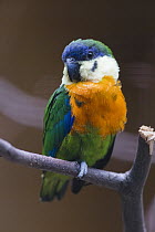 Orange-breasted Fig-Parrot (Cyclopsitta gulielmitertii) male, Papua New Guinea