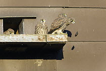 Eurasian Kestrel (Falco tinnunculus) juvenile regurgitating pellet at nest box, Hesse, Germany