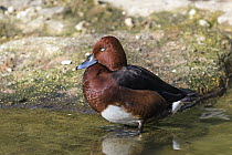 Ferruginous Duck (Aythya nyroca) male, Bavarian Forest, Bavaria, Germany