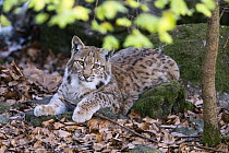 Eurasian Lynx (Lynx lynx) juvenile, Bavarian Forest, Bavaria, Germany