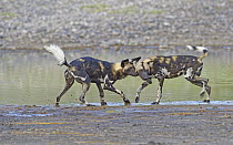 African Wild Dog (Lycaon pictus) pair greeting, Lake Masek, Serengeti National Park, Tanzania