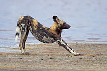African Wild Dog (Lycaon pictus) stretching, Lake Masek, Serengeti National Park, Tanzania