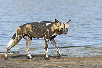 African Wild Dog (Lycaon pictus), Lake Masek, Serengeti National Park, Tanzania