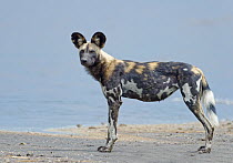 African Wild Dog (Lycaon pictus), Lake Masek, Serengeti National Park, Tanzania