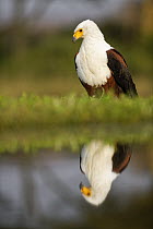 African Fish Eagle (Haliaeetus vocifer), Mkhuze Game Reserve, KwaZulu-Natal, South Africa