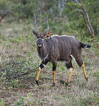 Nyala (Tragelaphus angasii) male, KwaZulu-Natal, South Africa