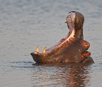 Hippopotamus (Hippopotamus amphibius) in territorial display, Mkhuze Game Reserve, KwaZulu-Natal, South Africa