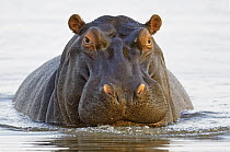 Hippopotamus (Hippopotamus amphibius), Mkhuze Game Reserve, KwaZulu-Natal, South Africa