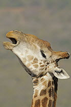 South African Giraffe (Giraffa giraffa giraffa) yawning, Itala Game Reserve, South Africa