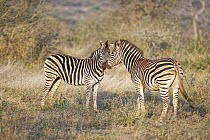 Burchell's Zebra (Equus burchellii) pair nuzzling, Mkhuze Game Reserve, KwaZulu-Natal, South Africa
