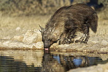 Brown Hyena (Hyaena brunnea) drinking at waterhole, Kgalagadi Transfrontier Park, South Africa