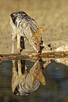 Black-backed Jackal (Canis mesomelas) drinking at waterhole, Kgalagadi Transfrontier Park, South Africa