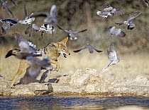 Black-backed Jackal (Canis mesomelas) hunting Ring-necked Doves (Streptopelia capicola) at waterhole, Kgalagadi Transfrontier Park, South Africa