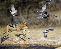 Black-backed Jackal (Canis mesomelas) hunting Ring-necked Doves (Streptopelia capicola) at waterhole, Kgalagadi Transfrontier Park, South Africa