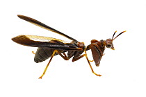 Mantis Fly (Climaciella brunnea), Solon Dixon Forestry Education Center, Alabama
